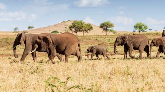 top Uganda wild life safaris in Africa